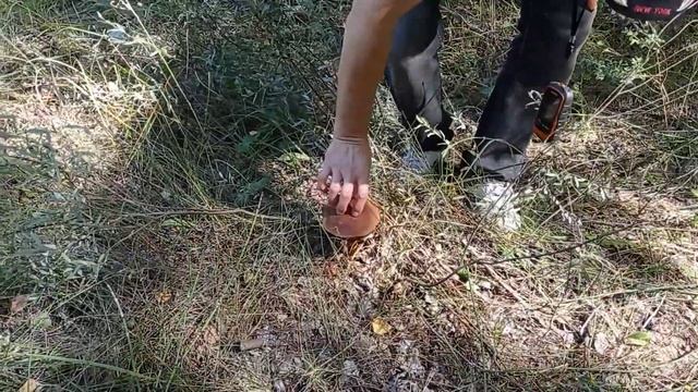 ?ГРИБЫ августа ?? смотреть онлайн