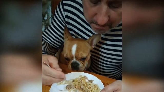 Французский бульдог Люся и макароны. Funny and Cute French Bulldog Puppies. Cutest French Bulldog. смотреть онлайн