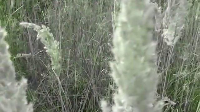 На траве зеленой лета смотреть онлайн