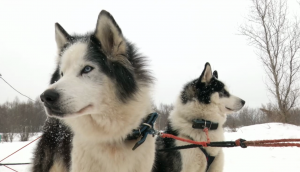 ДОМ-2 Lite 4668 день Дневной эфир (19.02.2017)