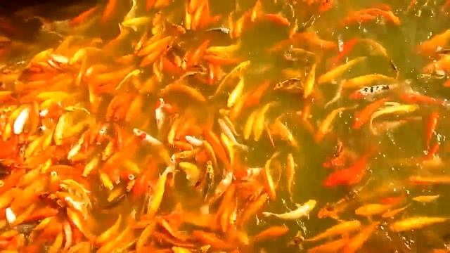 NUVALI fishes KOI Canon A1200 test смотреть онлайн