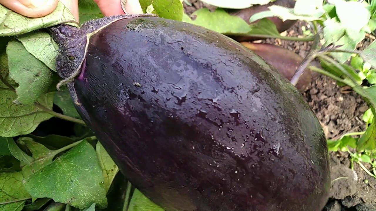 Лучшие сорта баклажан для Сибири. смотреть онлайн