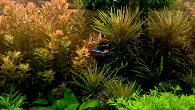 Карликовый тетрадон смотреть онлайн