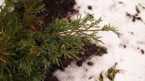 Когда начинать стричь самшит и хвойные.