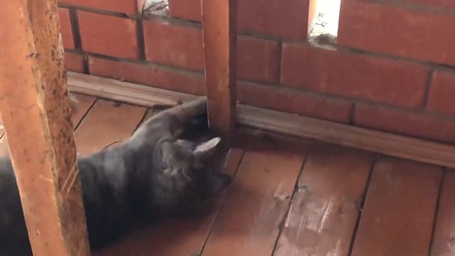 Кот поймал мышь и играется с ней. смотреть онлайн