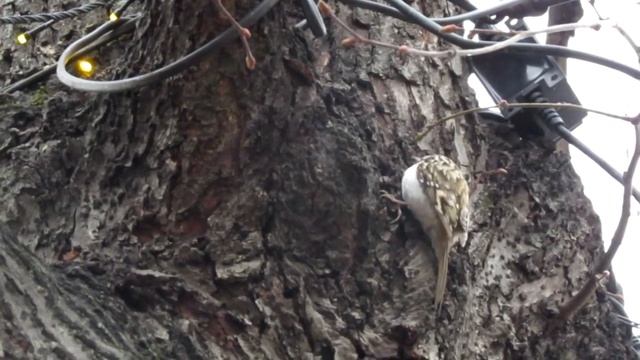 Пищуха (Certhia Familiaris)