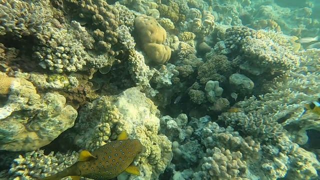 Кузовок-Кубик или Рыба -Квадрат