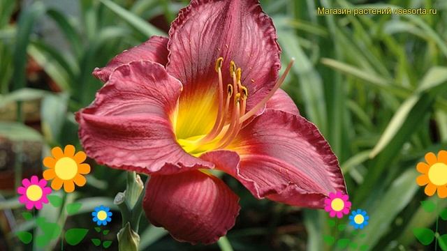 Лилейник гибридный Американ Революшн. Краткий обзор, описание hemerocallis American Revolution смотреть онлайн