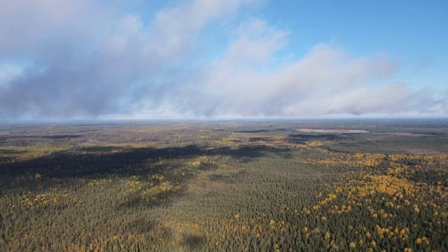 ЛЕС В ОКТЯБРЕ: Мокрые листья смотреть онлайн