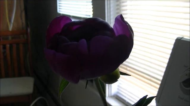 Peony time lapse смотреть онлайн