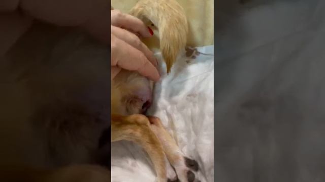 естественные роды чихуахуа Криста рожает, питомник собак Кастропуло Крым Симферополь смотреть онлайн