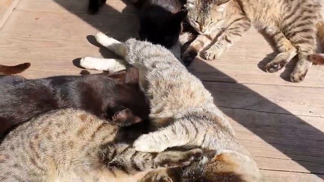 Коты и Собака Шарик. Солярий под чутким руководством Шарика смотреть онлайн