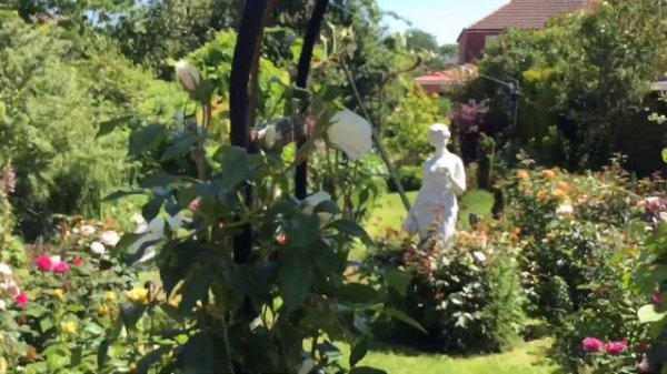 Garden Rose Arch | Rosa Iceberg & Rosa Scent from Heaven| 29th May 2020