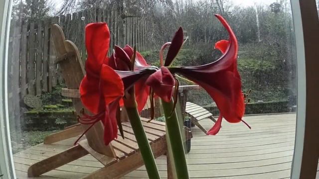 Amaryllis Flower Blooming Time-lapse смотреть онлайн