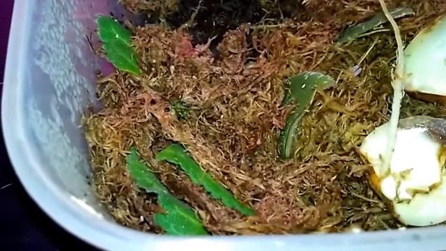 Лист фиалки во мхе спустя 10 дней. смотреть онлайн