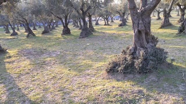 В оливковом саду обнаружен сказочный ДОМ. смотреть онлайн