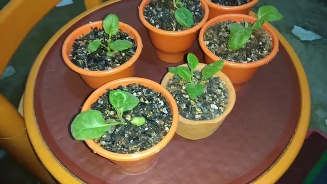 Hydroponic Gerbera! смотреть онлайн