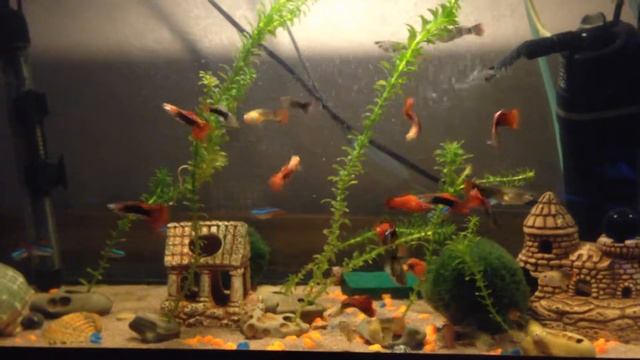 аквариум гуппи неончики сомики пецилия рыбка смотреть онлайн