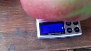 Гигантские яблочки сорт Джумбо Помм. Взвешевание плодов