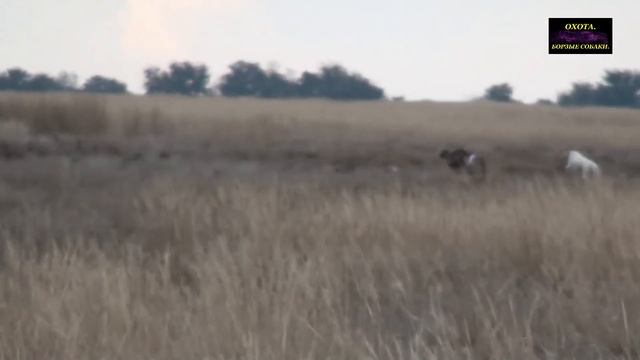 II Ставропольские краевые состязания собак борзых собак по зайцу русаку 2016г Видео смотреть онлайн