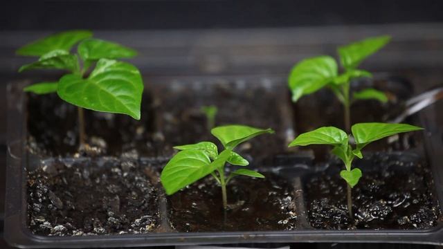 Уход за рассадой острого перца в 2020 году. Это полезно знать. смотреть онлайн