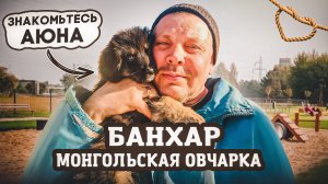 Купил собаку. Монгольский банхар: описание породы. "Мое Подворье"