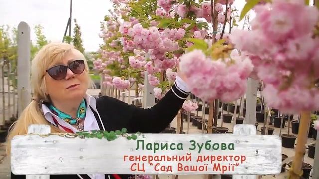Декоративные яблони, сакуры, сливы, можжевельники от Питомника 'Сад Вашей мечты' смотреть онлайн