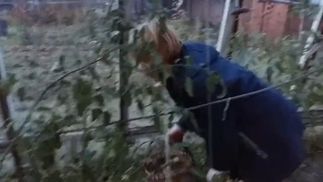 Собираю помидоры в середине октября. Чудесный урожай! смотреть онлайн