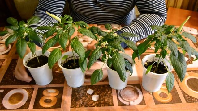 Перец Медуза на 65 день смотреть онлайн