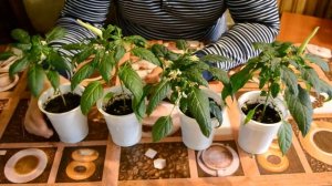 Перец Медуза на 65 день