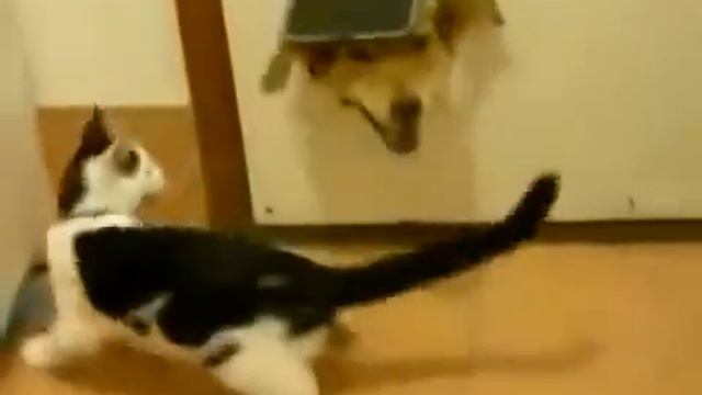 Кот не пропускает в дом пса смотреть онлайн