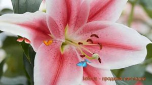 Лилия от-гибрид Мисс Марпл ? от-гибрид лилия Мисс Марпл обзор: как сажать, луковицы лилии Мисс Марп