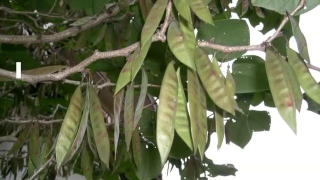 Cercis Canadensis Growing Guide (Eastern Redbud) By GardenersHQ