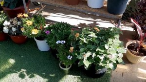 КРАСИВЫЙ ЦВЕТНИК своими руками?ОБЗОР Шикарных ЦВЕТОВ???