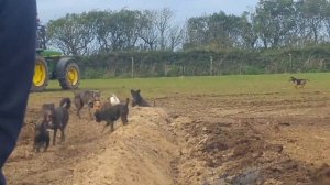 ОГРОМНЫЕ КРЫСЫ И СОБАКИ!!Собаки ловят больших крыс!