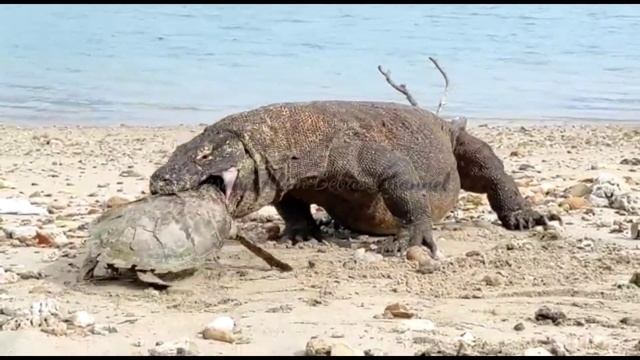 "NEW" Komodo dragon tries to swallow turtle carcass смотреть онлайн