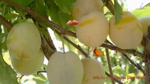 Слива домашняя Утро (prunus domestica utro) ? слива Утро обзор: как сажать саженцы сливы Утро