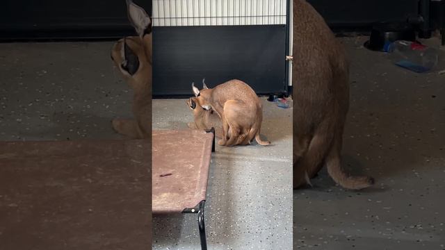 Cat Breeding *Extended Version* #cats #breeding