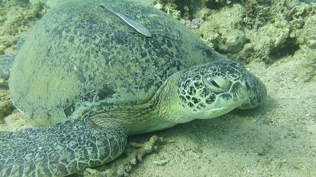 Шарм-эль-шейх 2024