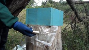 Берём дикий мёд.