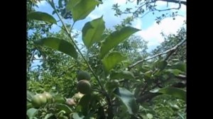 Дешевым, доступным  способом вылечила яблоню, у которой слезла кора. Дерево погибало.#Дача,#Деревья