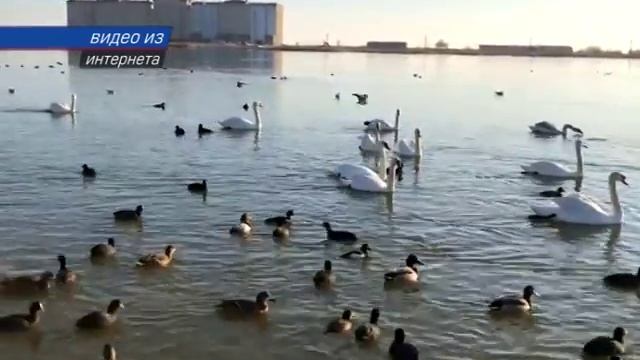 Кормление лебедей может быть опасным