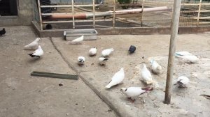 #Pigeons.Причины болезни голубей и как их лечить.