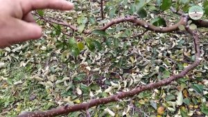 Как отличить плодовую почку от ростовой на яблони. На чем плодоносит яблоня.