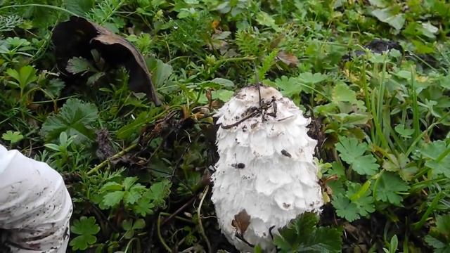 Fjällig bläcksvamp - Coprinus comatus смотреть онлайн