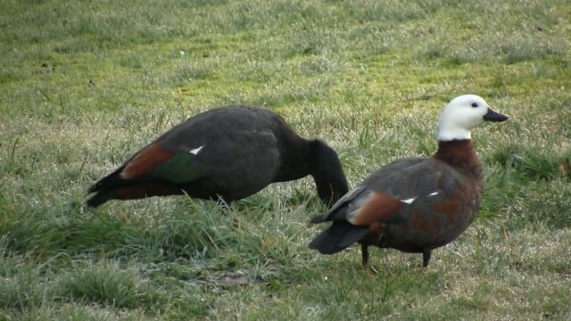 Paradase Shelduck. Новозеландская пеганка (1581sp) смотреть онлайн