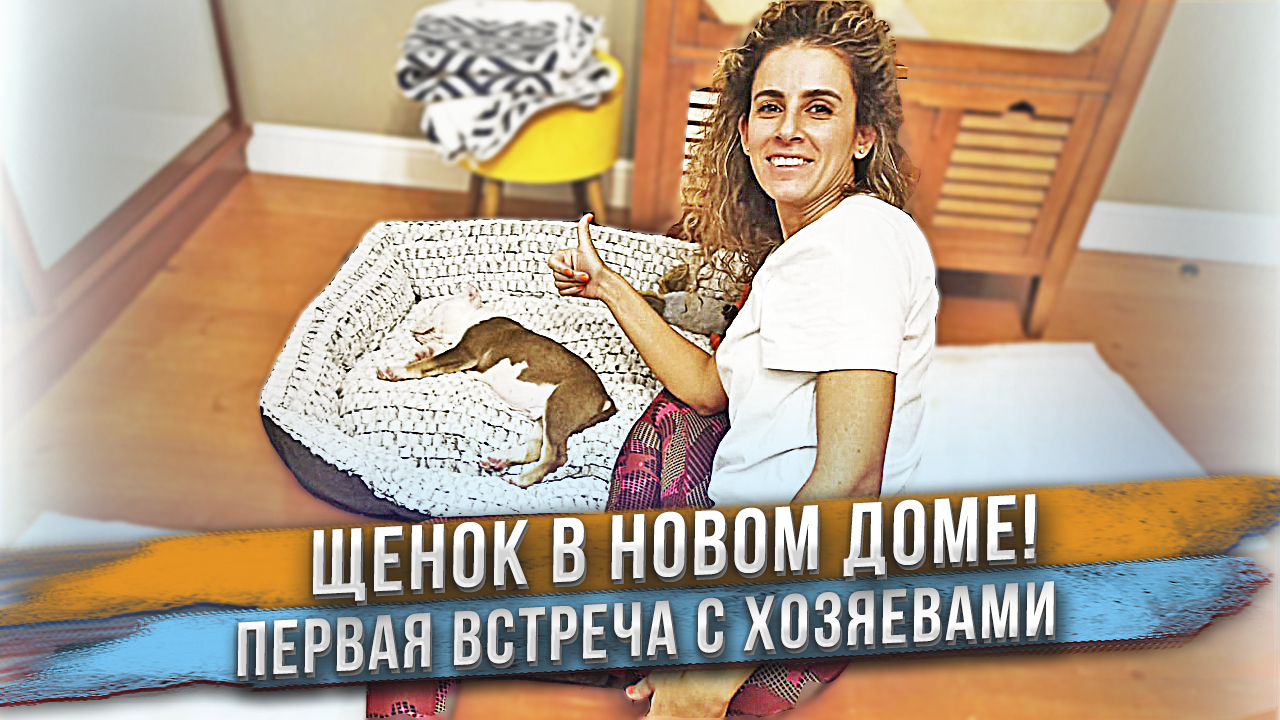 Люди впервые видят своих щенков! смотреть онлайн