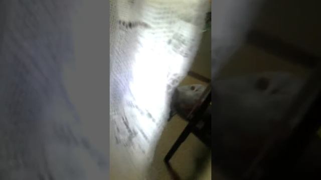 Как вызвать балди в дом смотреть онлайн