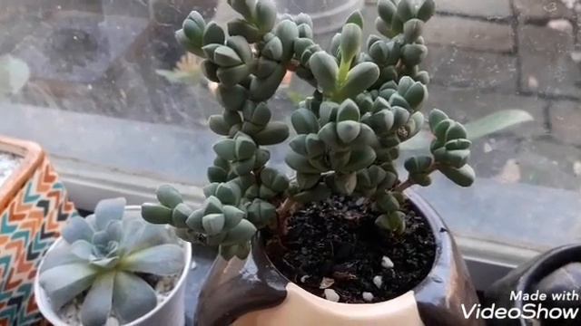 Corpuscularia Lehmannii a Popular Suculenta Coração Partido