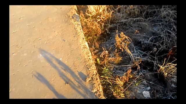 Хорёк? Выдра? смотреть онлайн